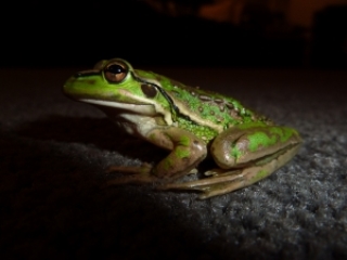 frog at night