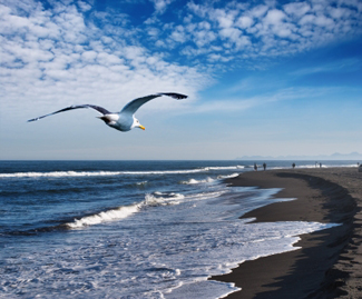 seagull flying over a beach