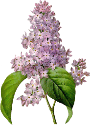 lavender lilac