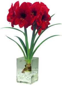 red amaryllis