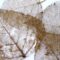 dry leaves