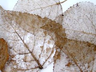 dry leaves