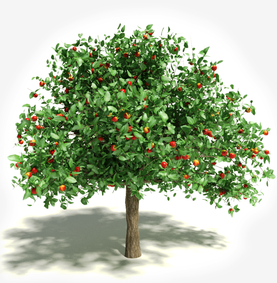 apple tree