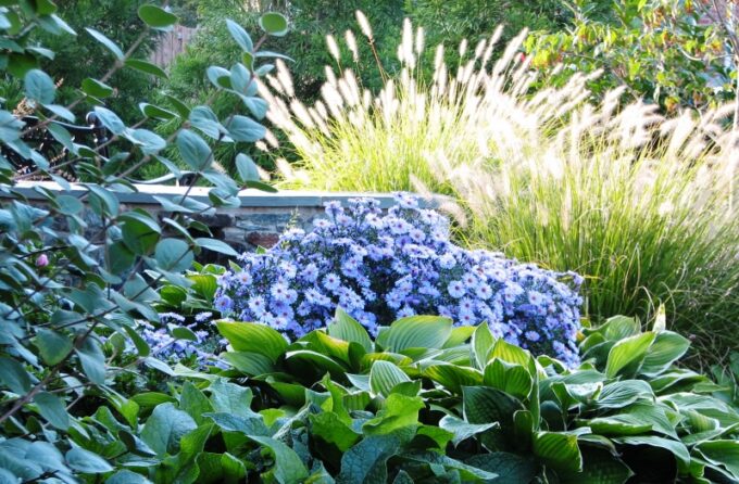 blue asters in a garden