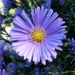 purple aster