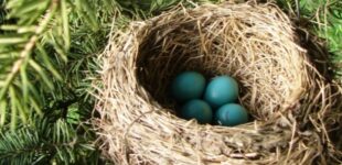 bird nest
