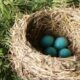 bird nest