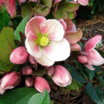 Christmas Rose