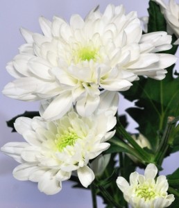 white chrysanthemum