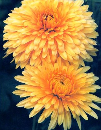 golden chrysanthemum