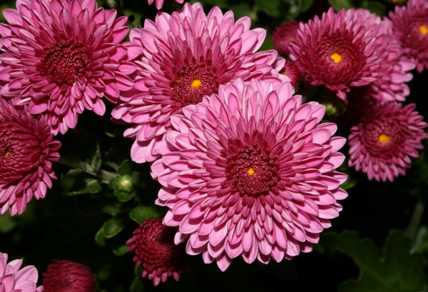 dark pink chrysanthemums