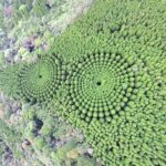 Sugi trees were planted in 1973 in Japan’s Miyazaki Prefecture to create concentric circles