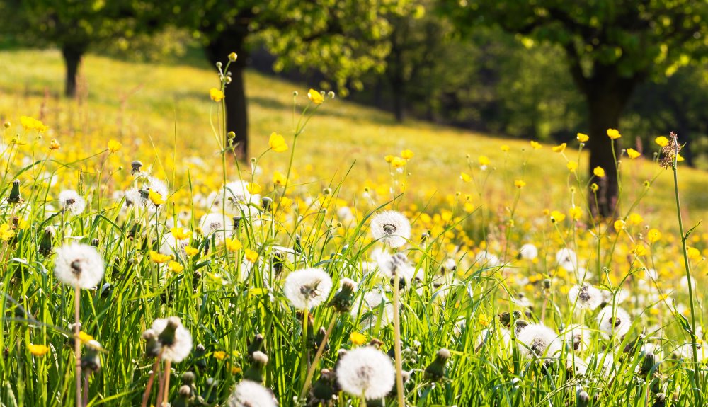 dandelions everywhere