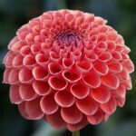 'Barbarry Ball' dahlia