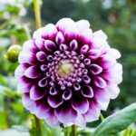 Purple dahlia