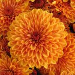 Orange dahlia