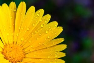 golden daisy in rain