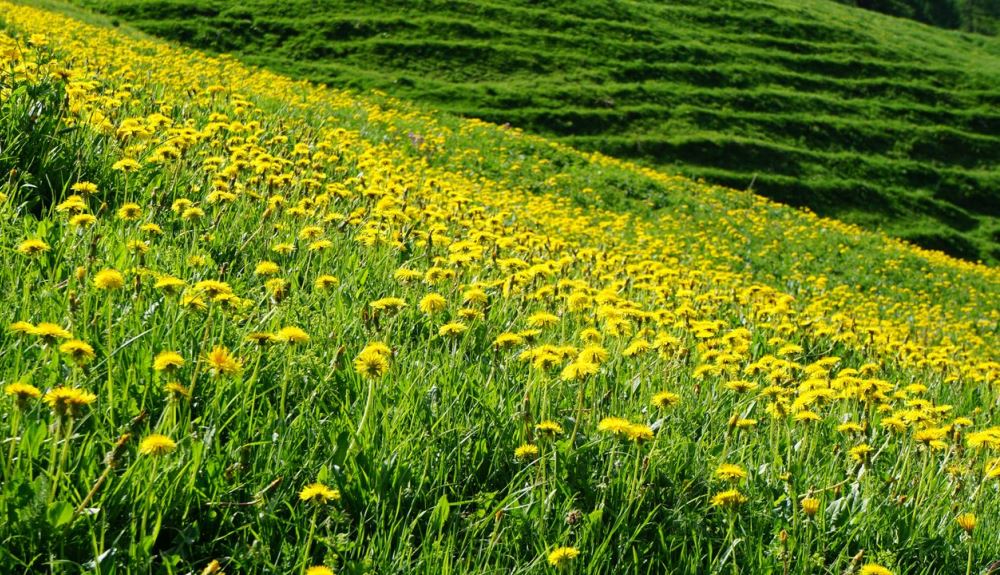 dandelions in field
