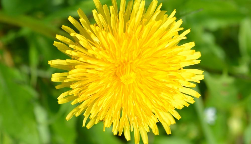 dandelion flower head