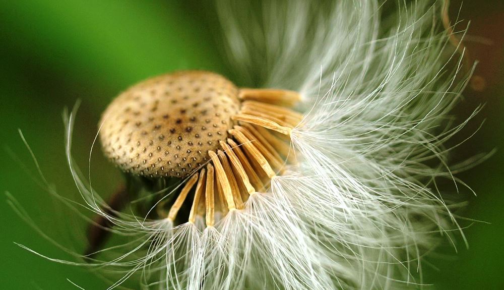 dandelion fluff