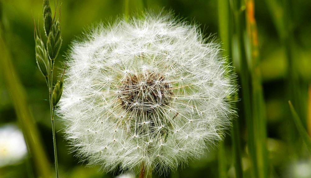 dandelion seeds