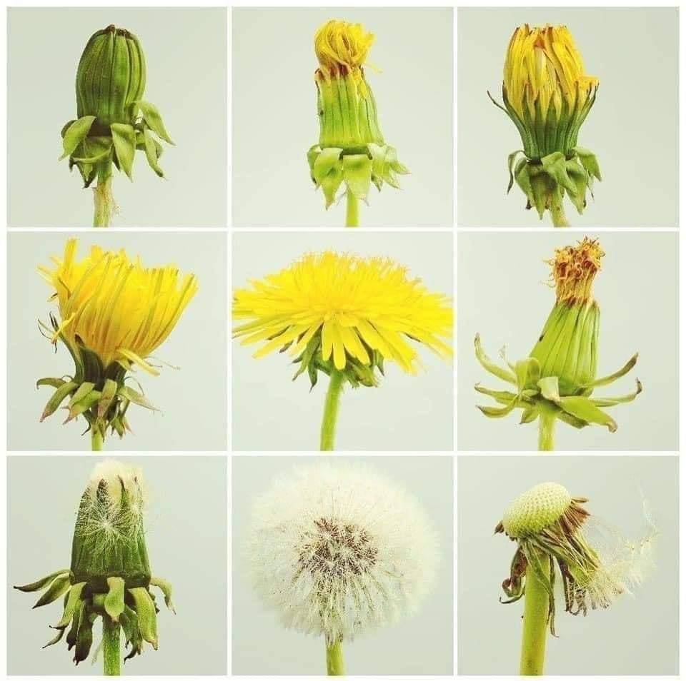 dandelions