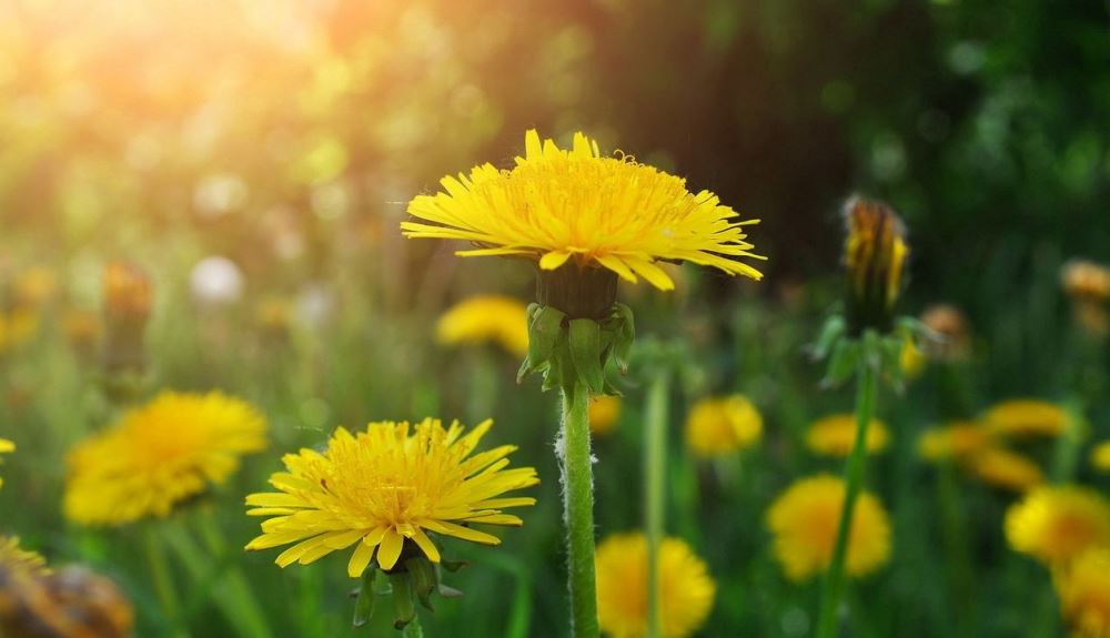 dandelion