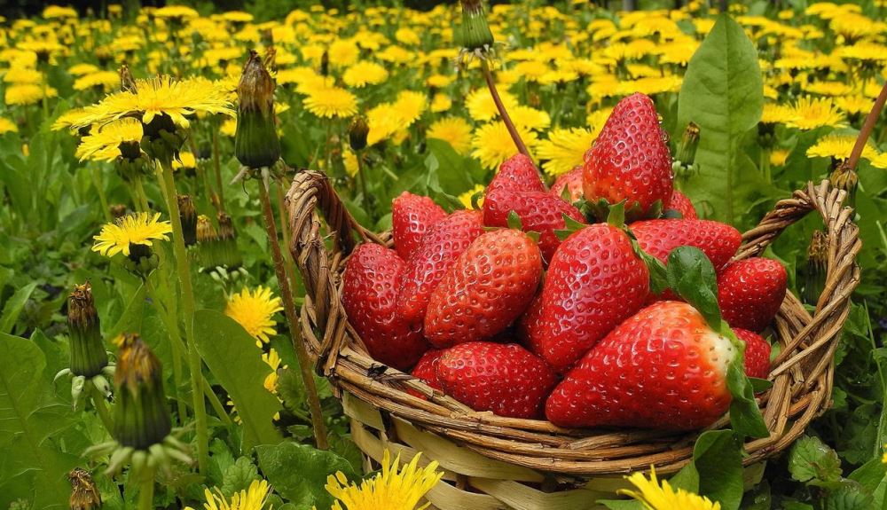 dandelions and strawberries