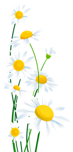 Daisies