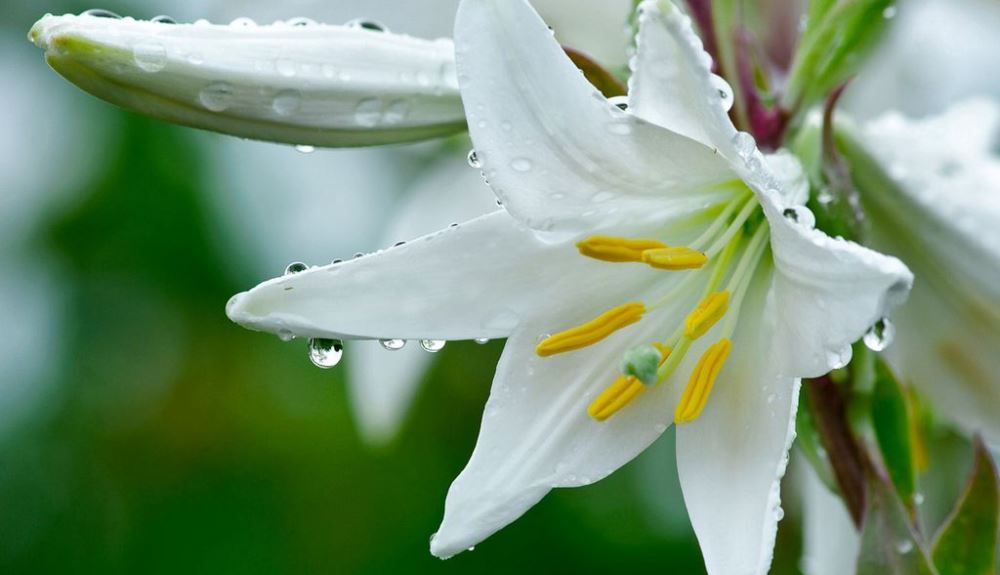 Easter lily