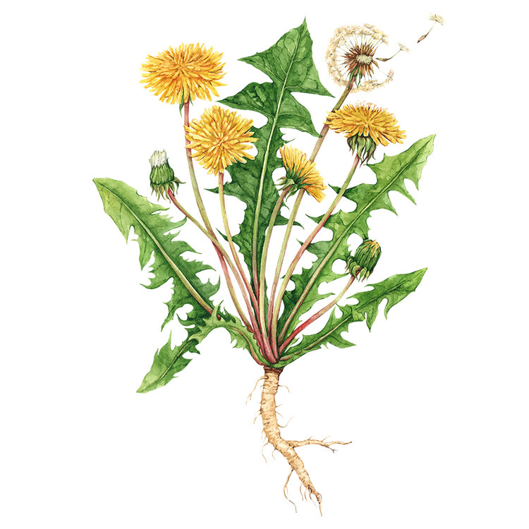 "Dandelion Botanical Illustration" by Anna Farba