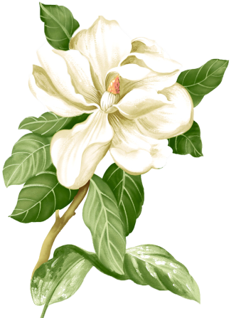 gardenias