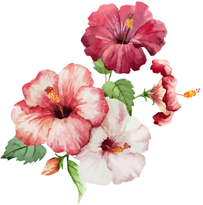 hibiscus