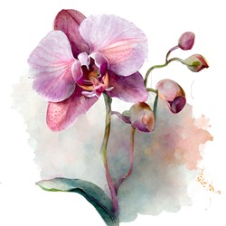 orchid