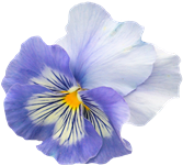 pansy