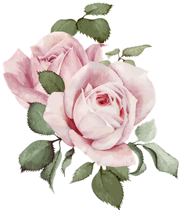 pink rose