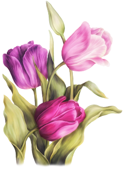 tulips