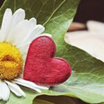 daisy and a heart