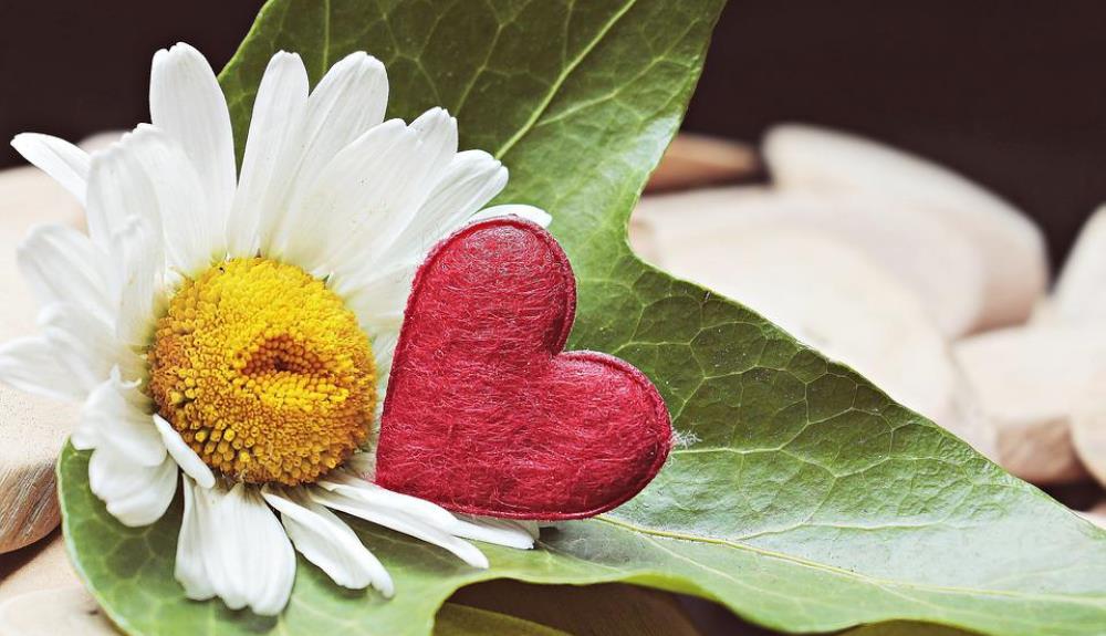 daisy and a heart