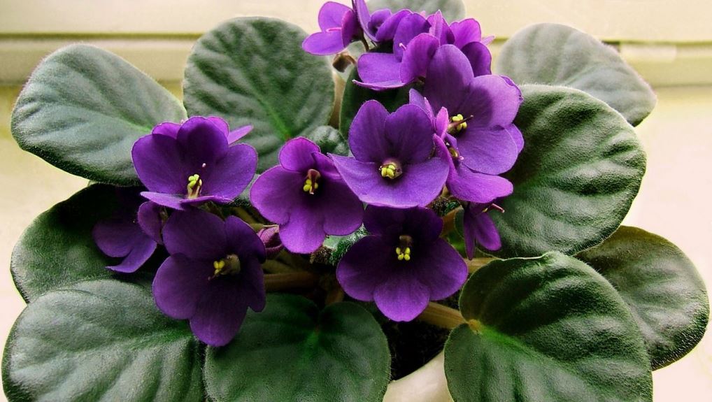 African Violet