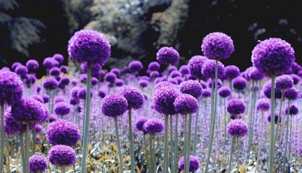 allium