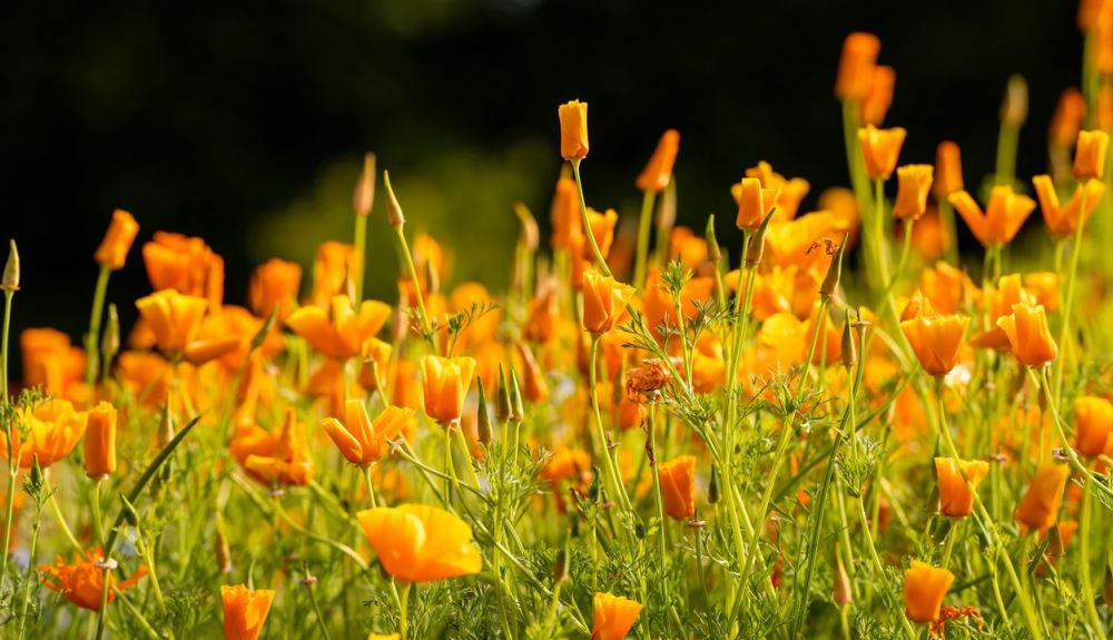 Eschscholzia Californica