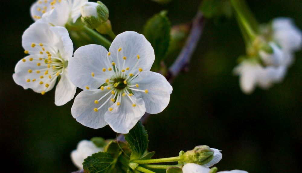 cherry blossom