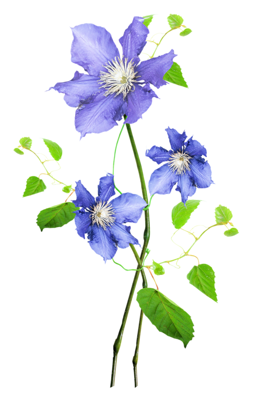 clematis