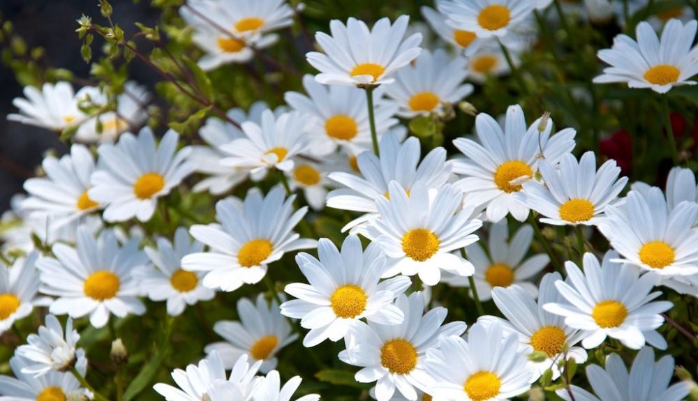 daisies