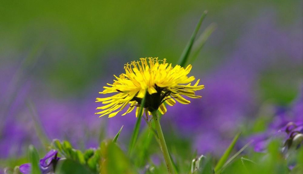 dandelion