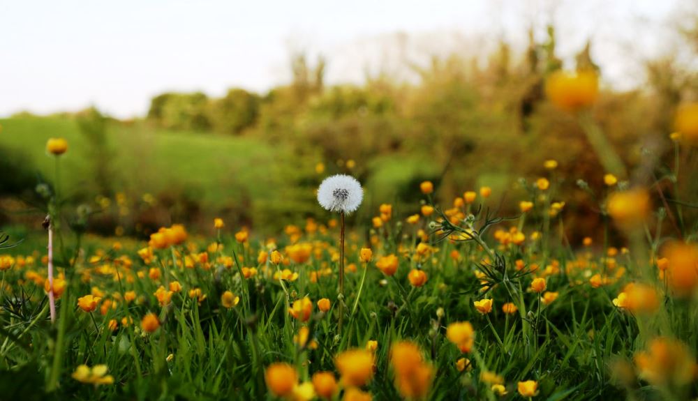 dandelion amid flowers in field