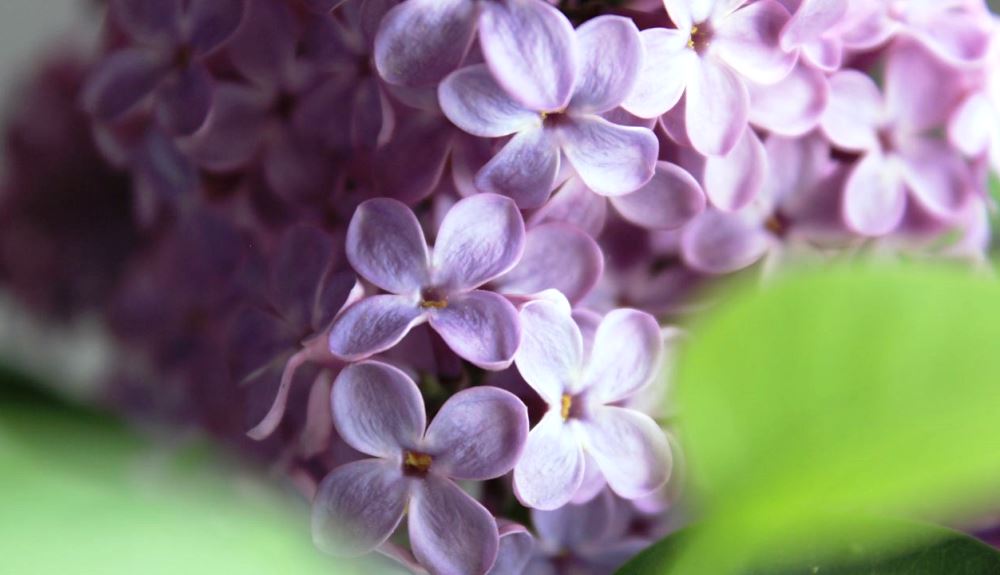 lilac