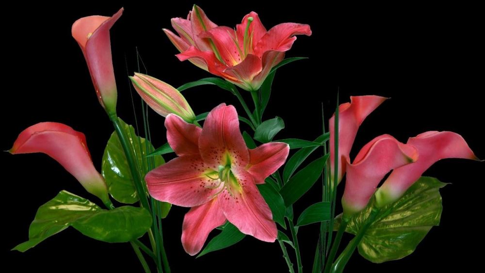 lillies