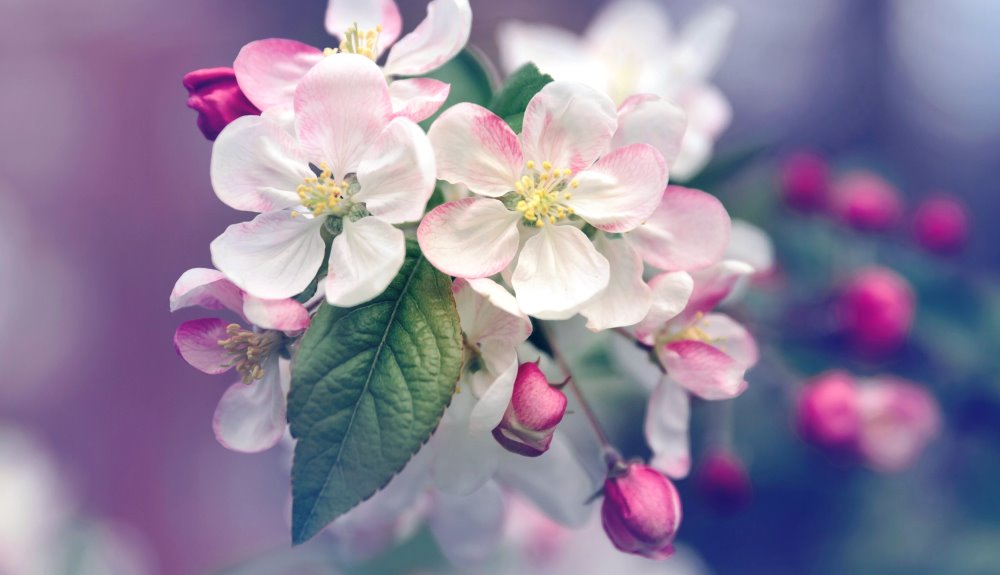 apple tree blossoms